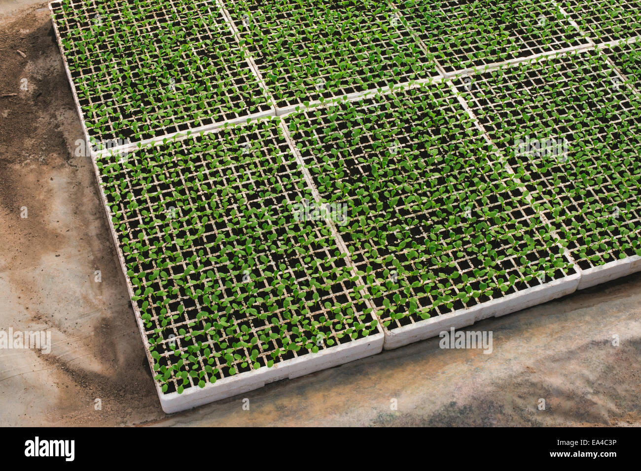 Salat-Plantage Sämlinge im Gewächshaus Stockfoto
