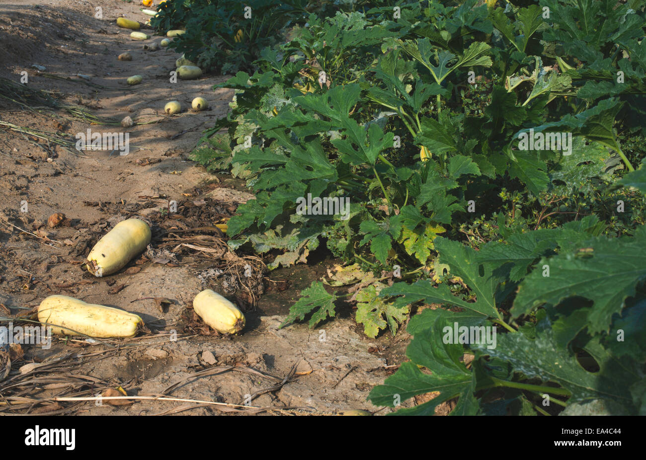 Überreife Zucchini Feld. Tageslicht Stockfoto