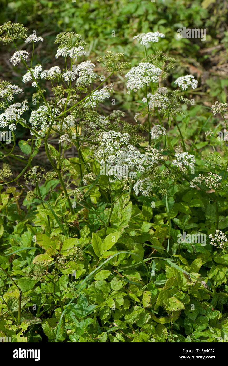 Gemahlener Holunder, Aegopodium Podagraria, invasive Garten Unkraut blüht Stockfoto