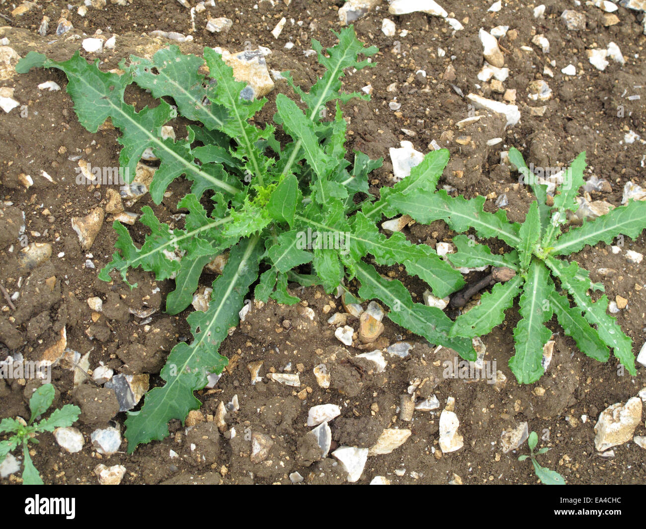 Junge niederwerfen mehrjährige Sau-Distel, Sonchus Arvensis Pflanzen auf Abfall Araqble Boden Stockfoto