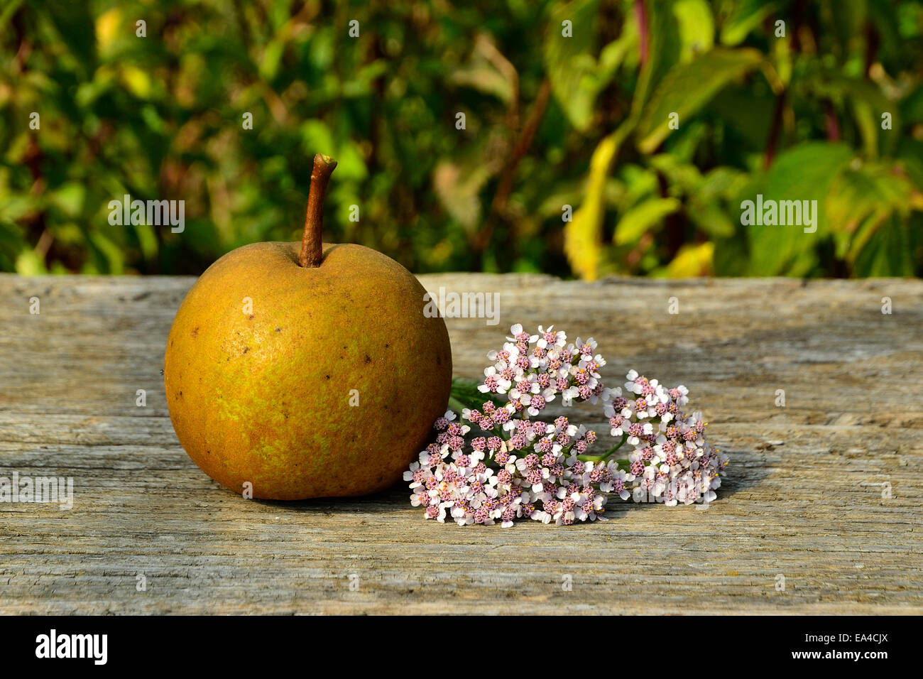 Perry-Birne und Blume. Stockfoto