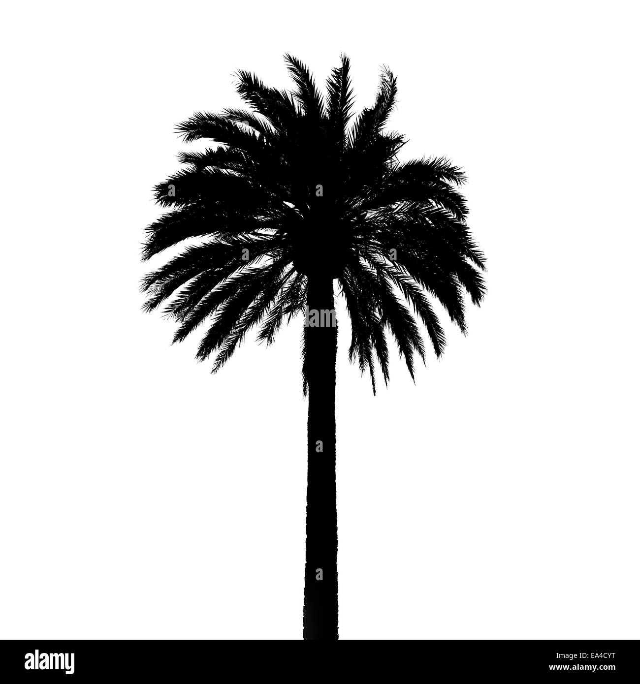 Schwarze Palme Baum Silhouette isoliert auf weißem Hintergrund, Detailfoto Textur Stockfoto