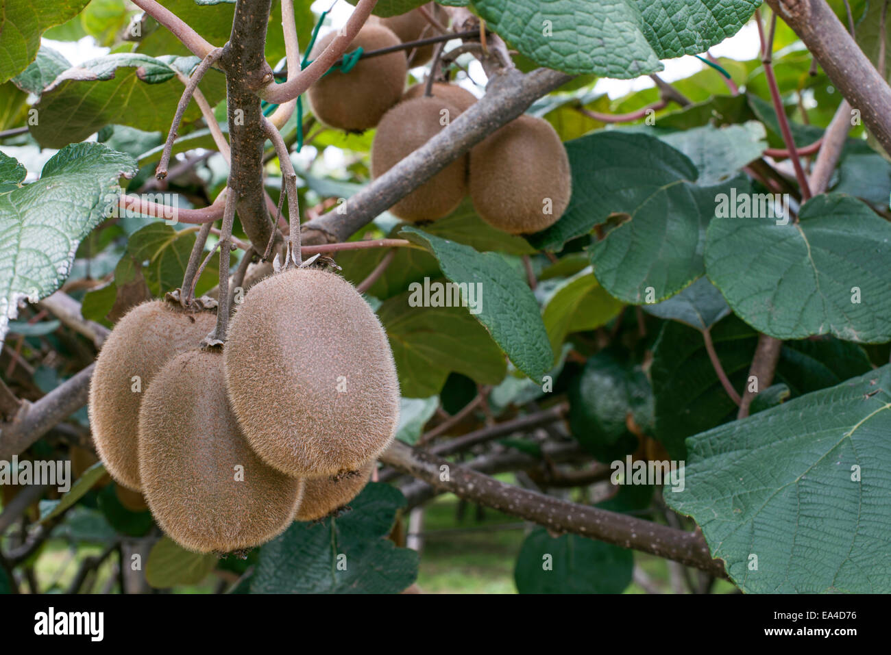 Kiwi-Pflanze hautnah. Tageslicht Stockfoto