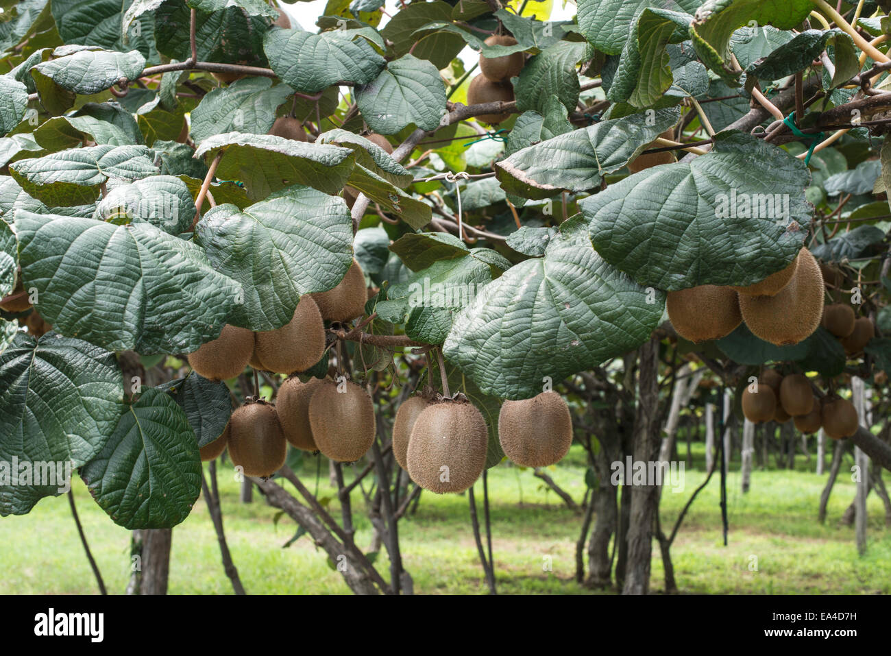 Kiwi Plantagenkulturen. Tageslicht Stockfoto