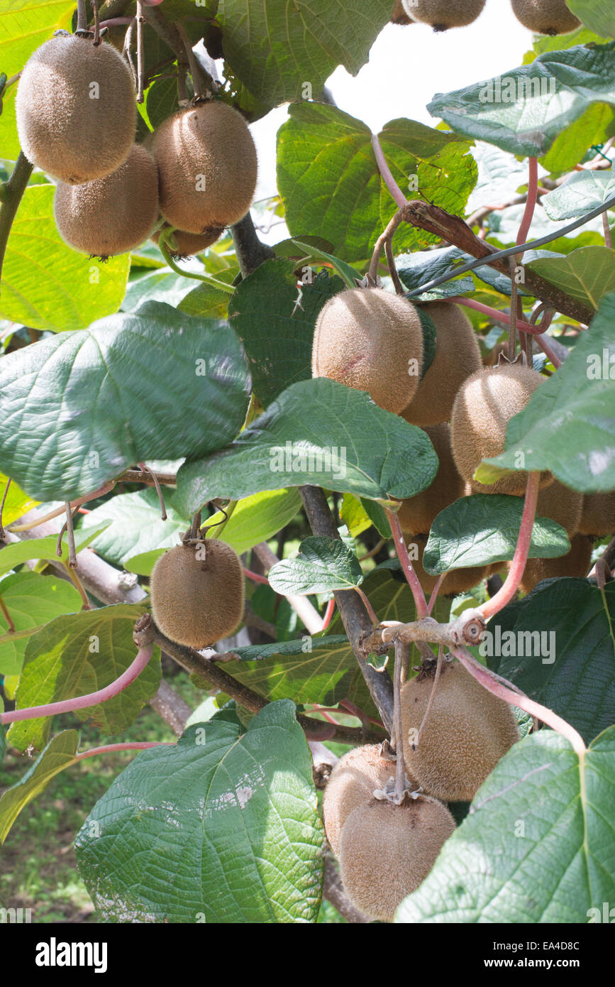 Kiwi-Pflanze hautnah. Tageslicht Stockfoto