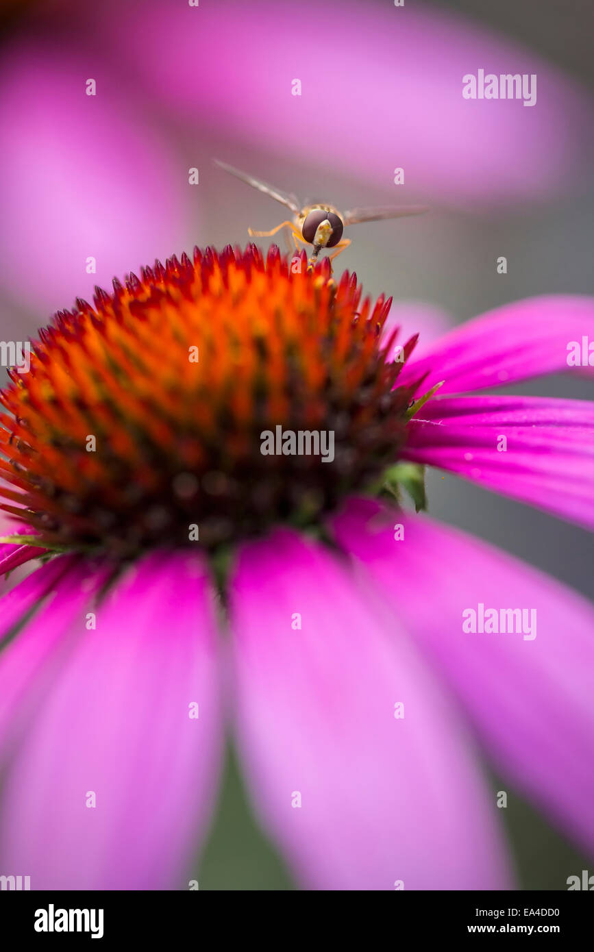 Hoverfly über Echinacea Blume; Cambridgeshire, England Stockfoto