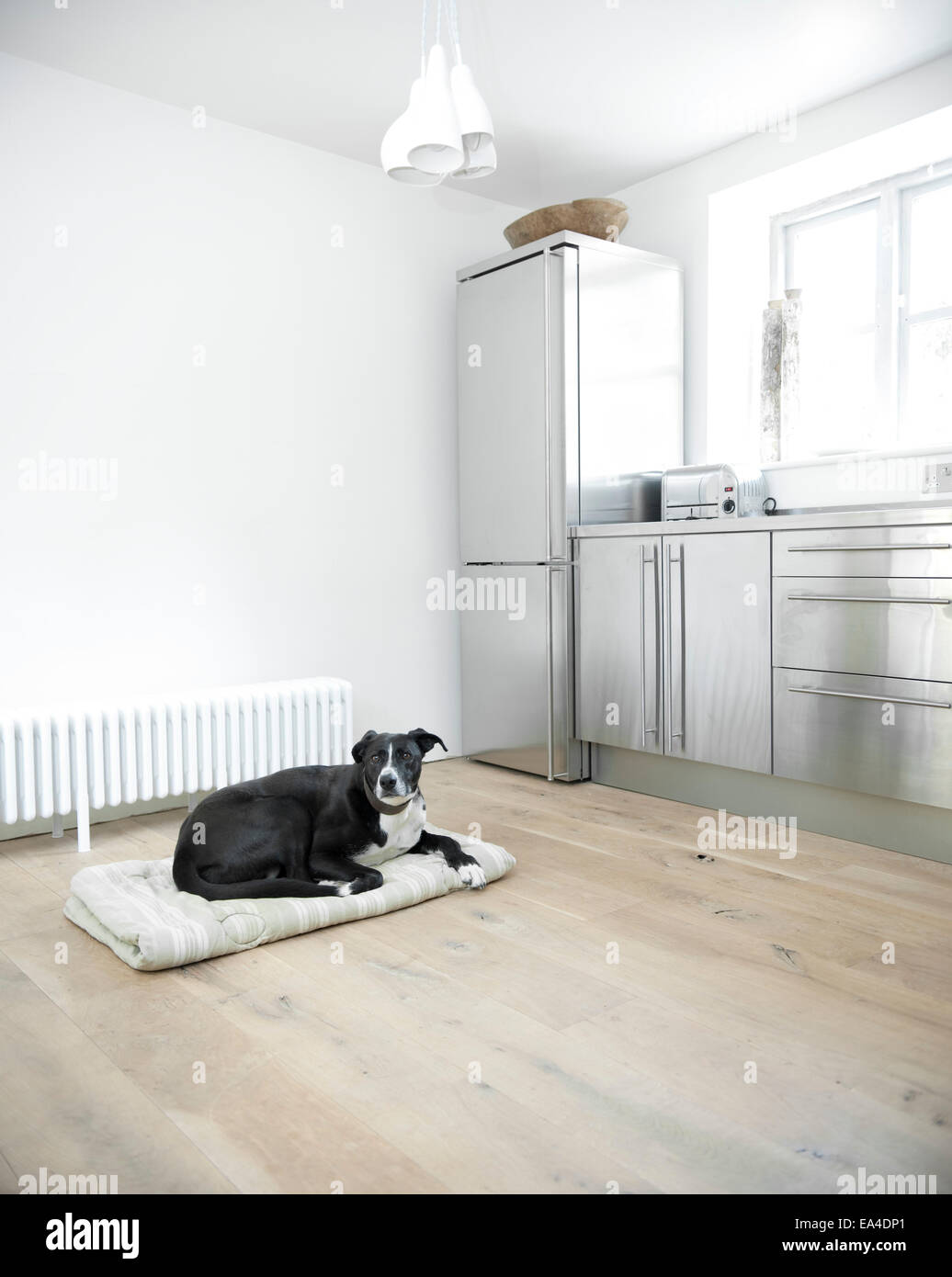 Hunde sitzt in Aluminium ausgestattet Küche und Fenster Detail im Inneren der Hütte, UK. Stockfoto