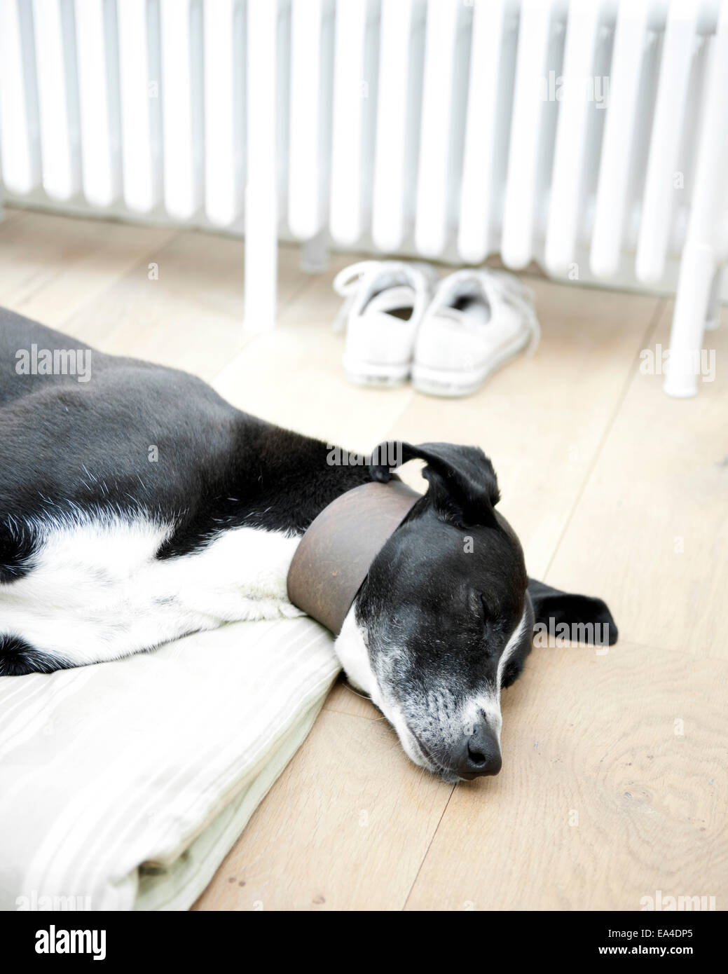 Hund schlafen im Landhaus Interieur, UK. Stockfoto