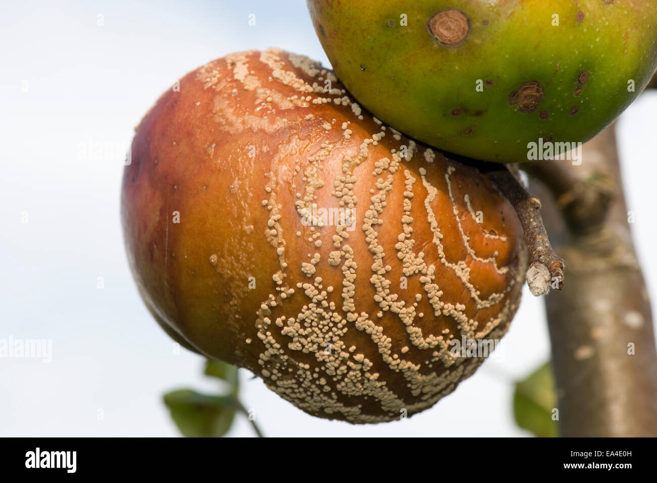 Braunfäule, Monilinia Fructigena, konzentrischen Ringen von Pusteln, die aus einer Website Schaden an der Frucht Stockfoto