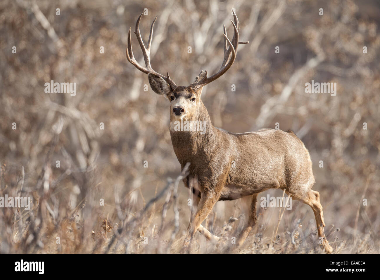 Mule Deer Bock während der Brunft im Herbst Stockfoto
