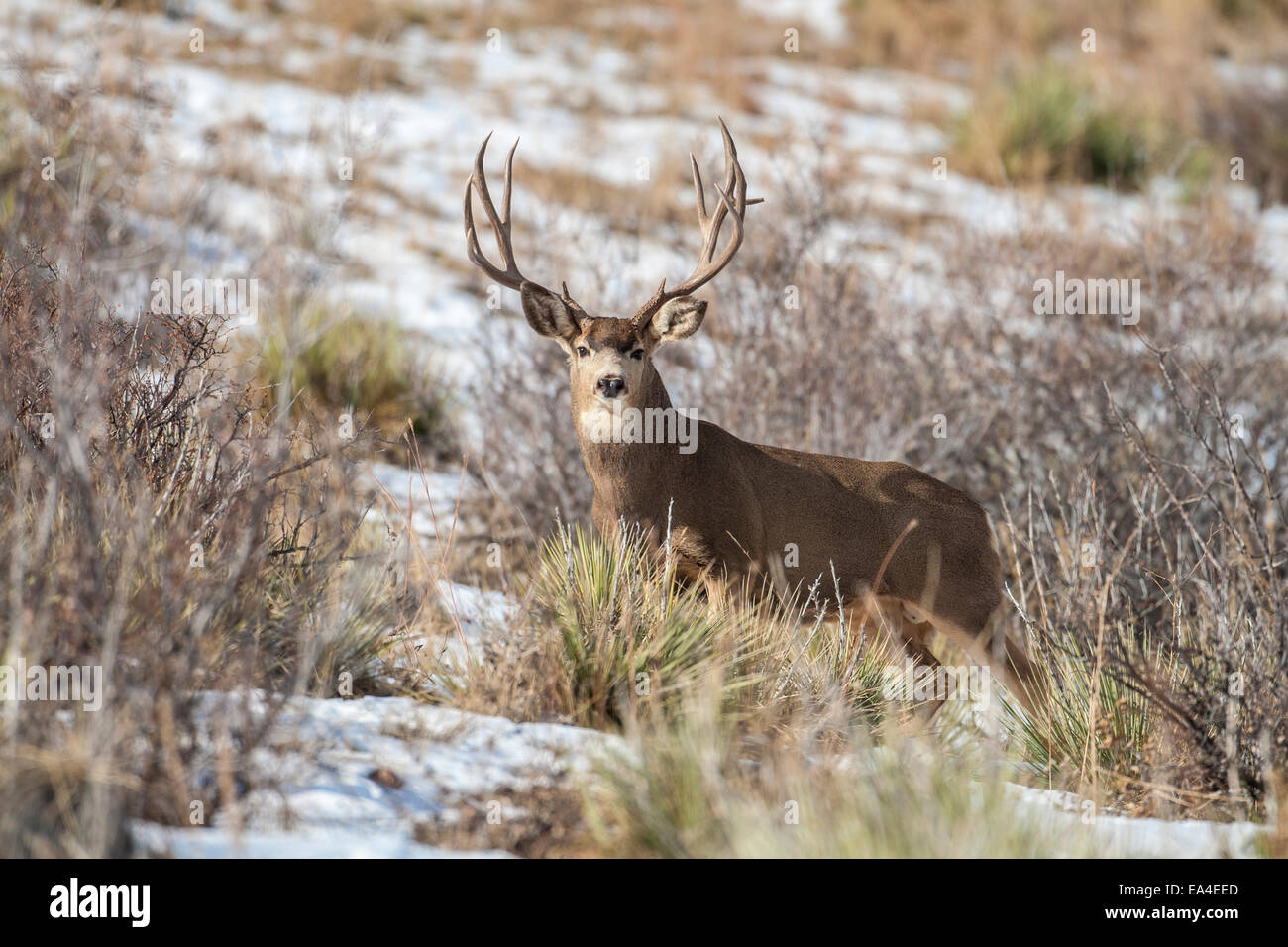 Hirsch Buck im Herbst Rut Stockfoto