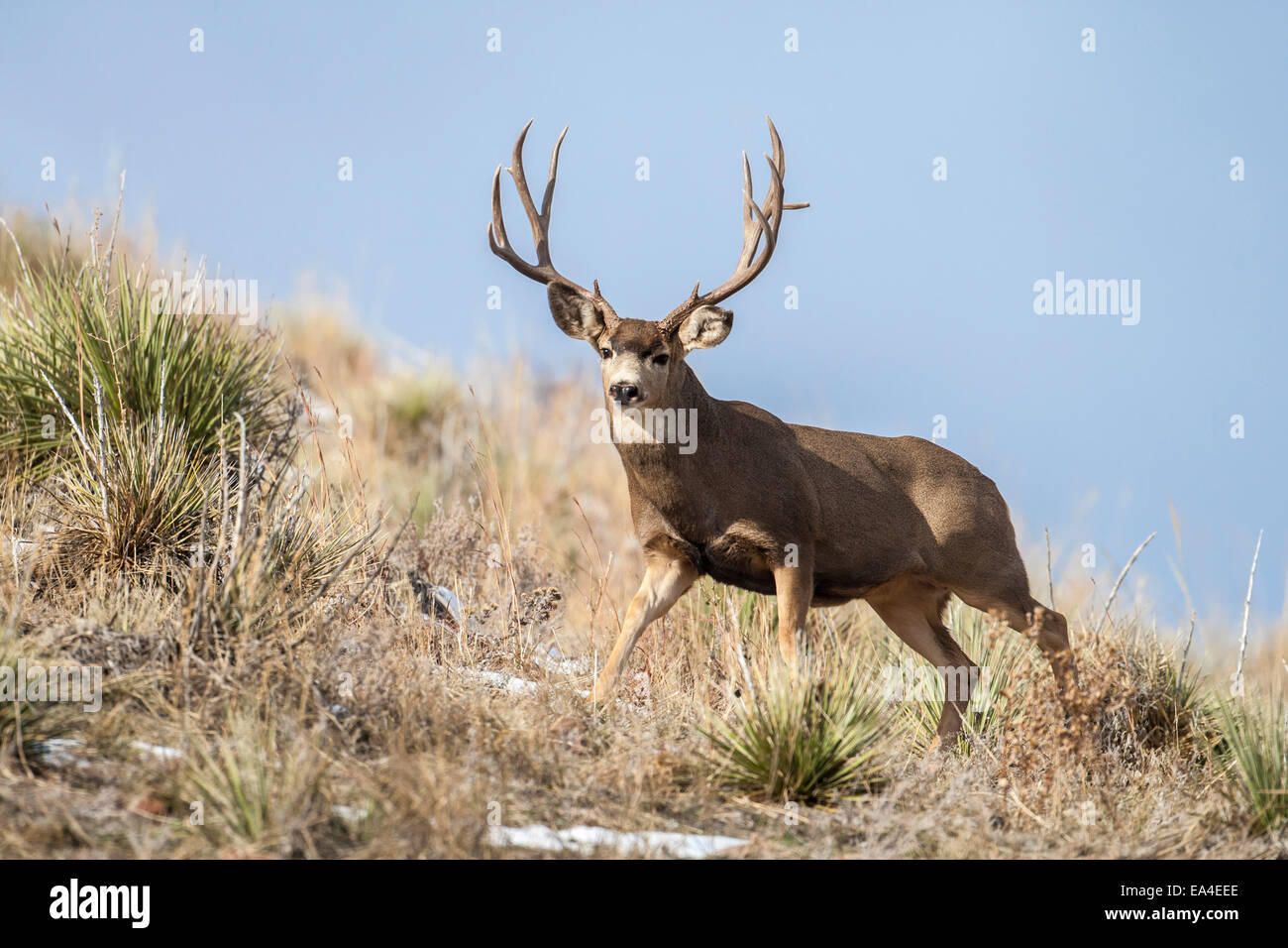 Mule Deer Bock während der Brunft im Herbst Stockfoto