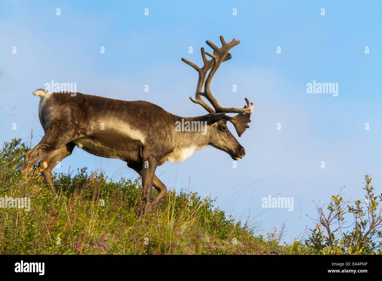 Nahaufnahme von einem Bull Caribou mit samt Geweih klettern einen Grat, Herbst, Denali National Park, innen Alaska, USA. Stockfoto