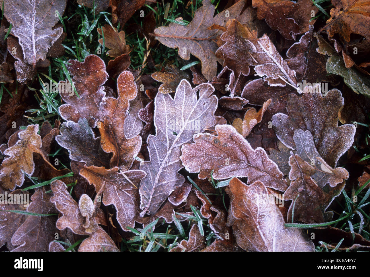 Grafik der Eiche Blättern bedeckt mit einer Prise frost Stockfoto