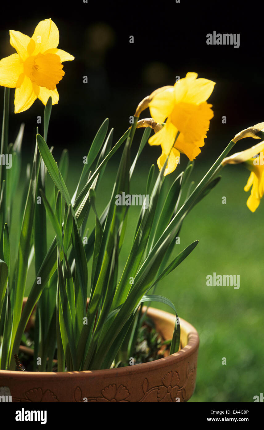 Narzisse Frühling Blumenzwiebeln in einem Container hinterleuchtete von sunshine Stockfoto