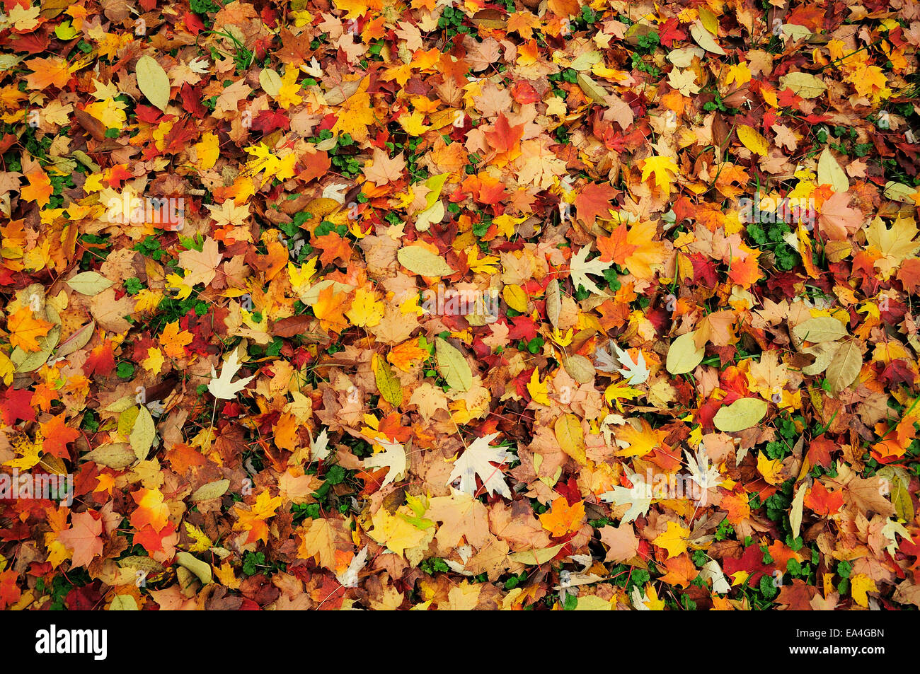 Herbstlaub bereit für Rechen Stockfoto