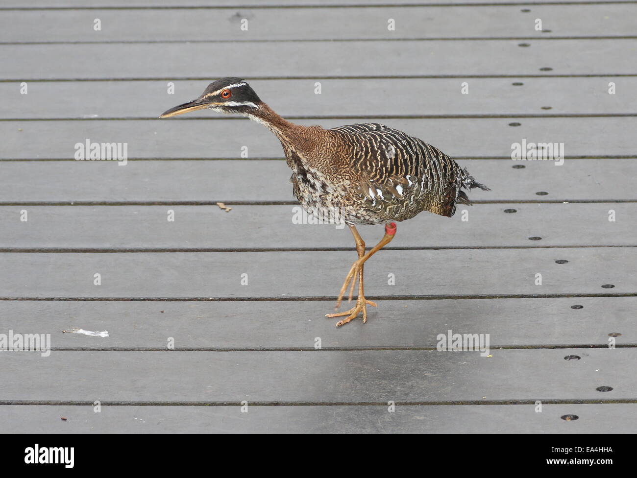 Sunbittern (Eurypyga Helias) über einen Holzsteg im Emmen Zoo Stockfoto