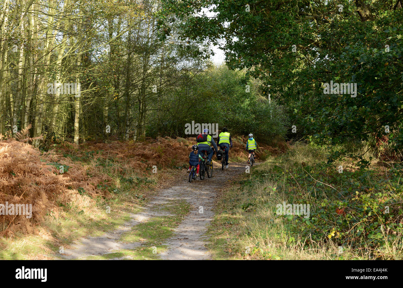 Westleton Heide, Radfahren Stockfoto