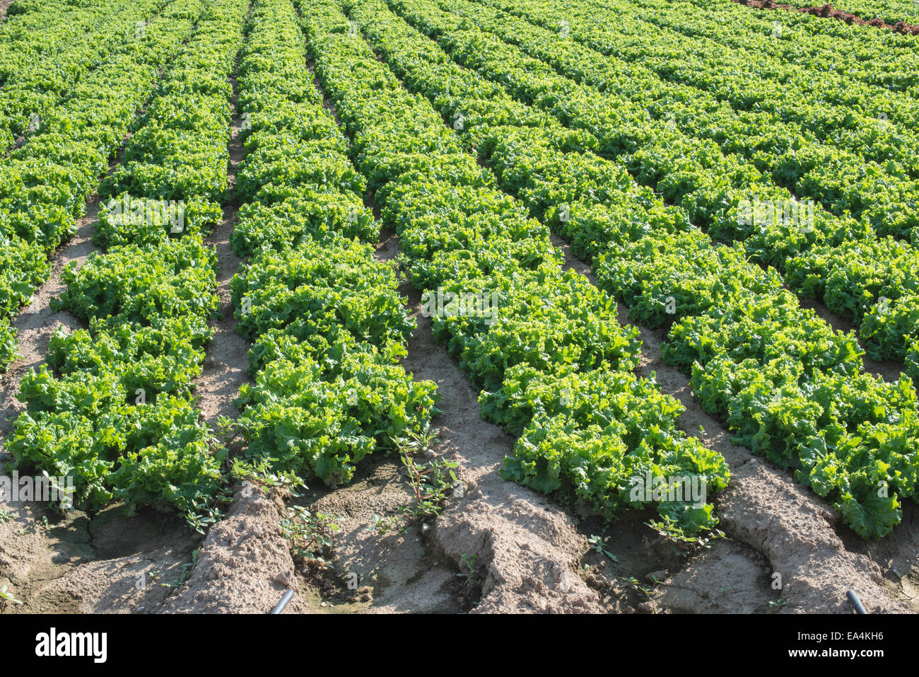 Salatfeld Plantage. Tageslicht Stockfoto