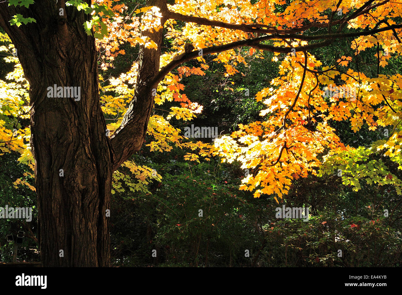 Herbstliche Bäume und Blätter Stockfoto