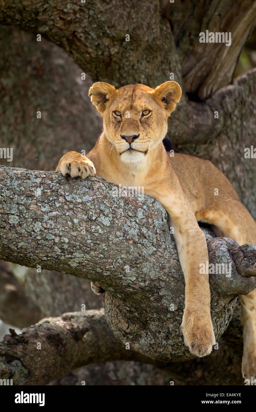 Löwin ruht in einem Baum in der Serengeti Plains; Tansania Stockfoto