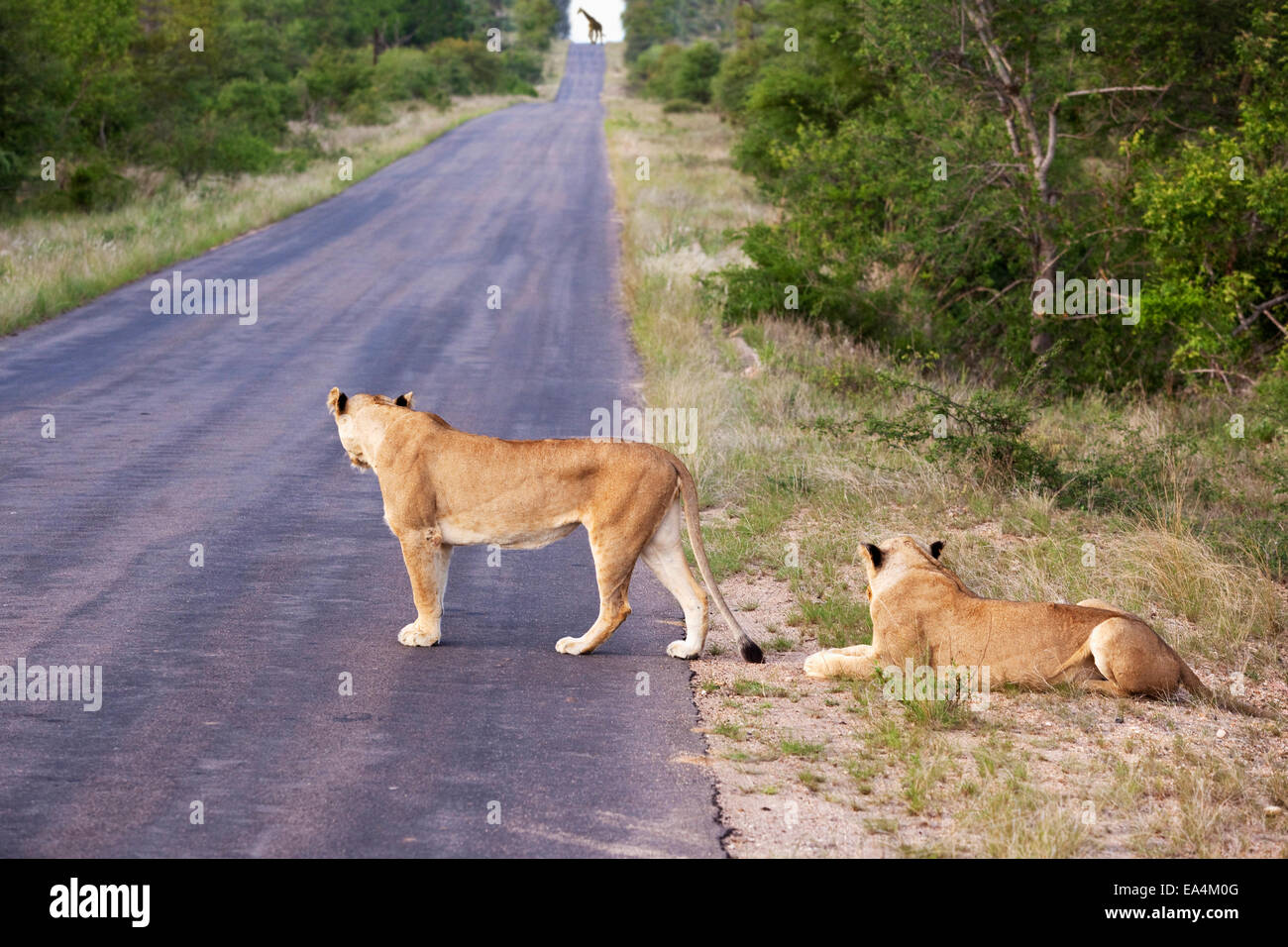 Zwei weibliche Löwin, die wir auf der langen Straße an einem fernen Giraffe, Gomo Gomo game Lodge; Südafrika Stockfoto