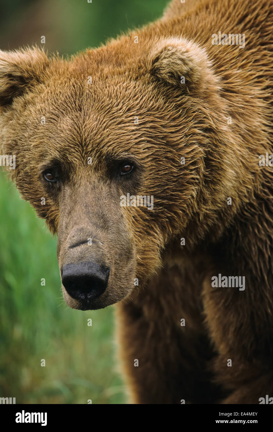 Braunbär (Ursus Arctos) Porträt, extreme Nahaufnahme, McNeil River State Game Sanctuary; Alaska, Vereinigte Staaten von Amerika Stockfoto