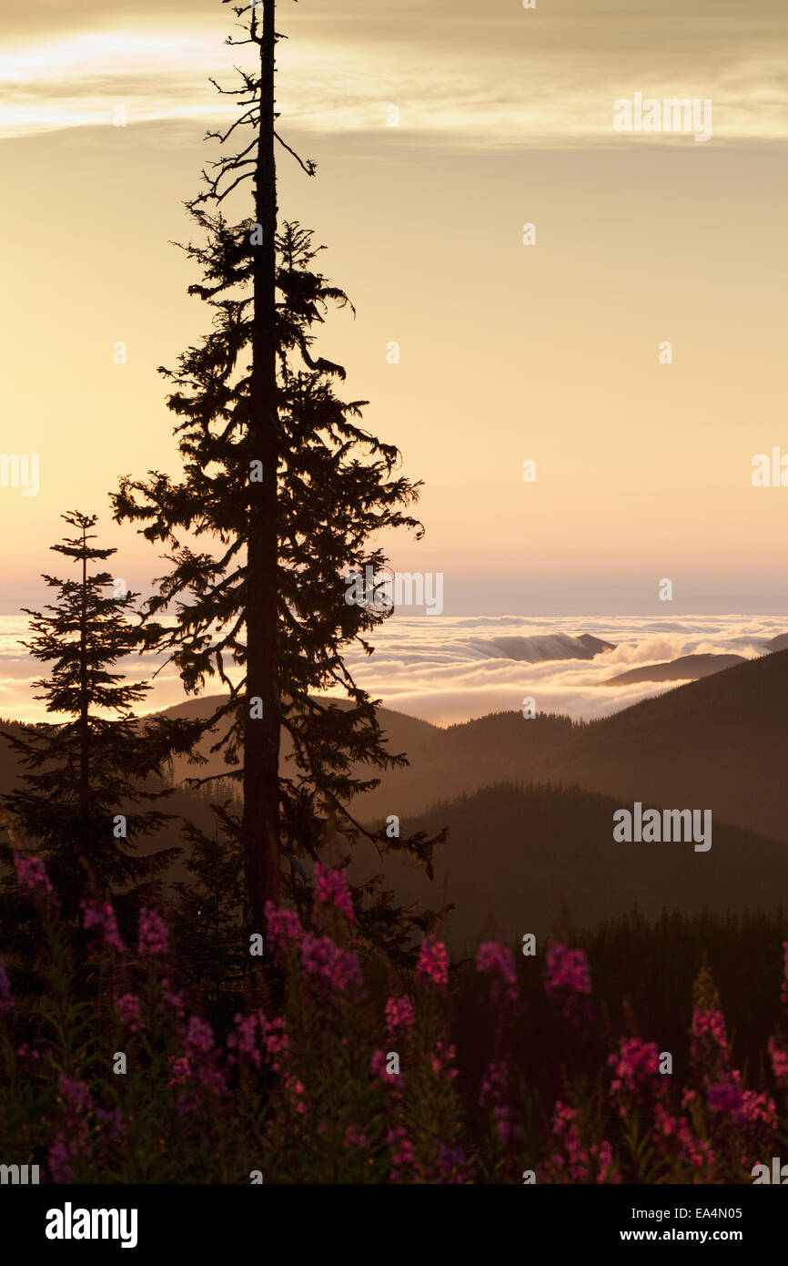 Nebel in das Sol Duc Tal Weidenröschen und Nadelbaum zu Rollen; Washington, Vereinigte Staaten von Amerika Stockfoto