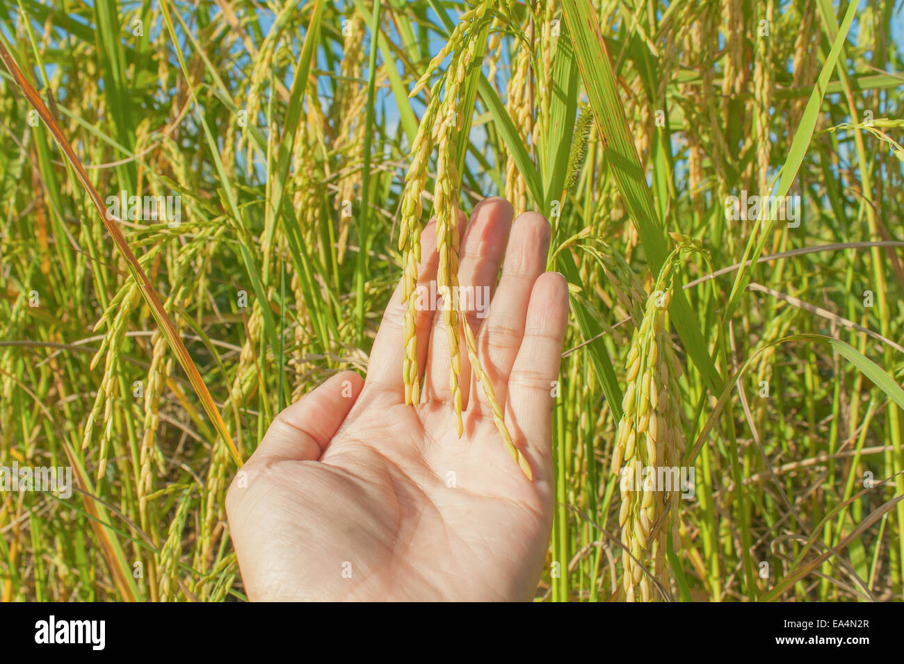 Hand des Mannes mit Reisernte mit Reis Feld Hintergrund Stockfoto