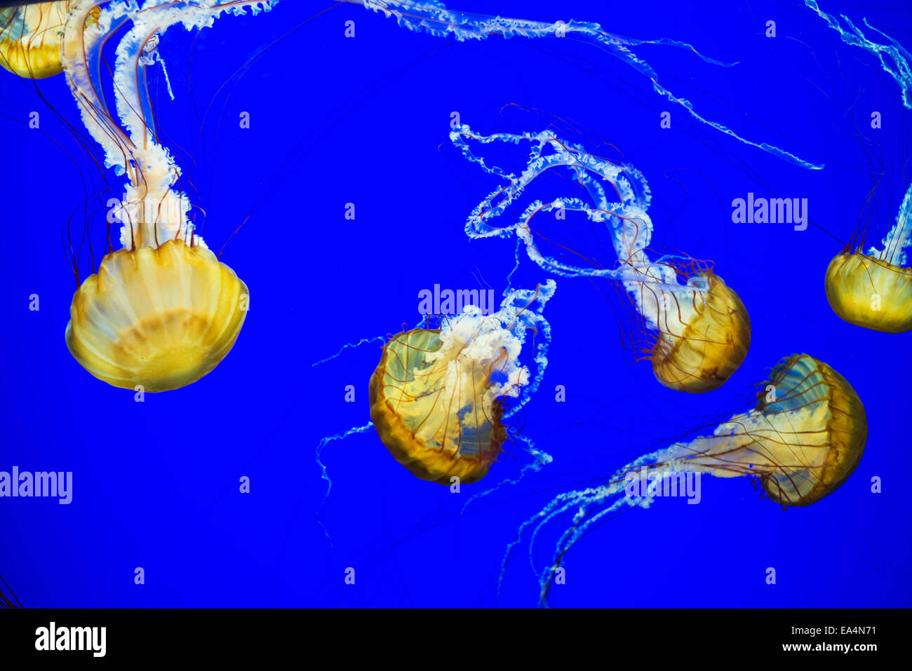 Die Oregon Coast Aquarium schwimmt Meer Brennnessel; Newport, Oregon, Vereinigte Staaten von Amerika Stockfoto