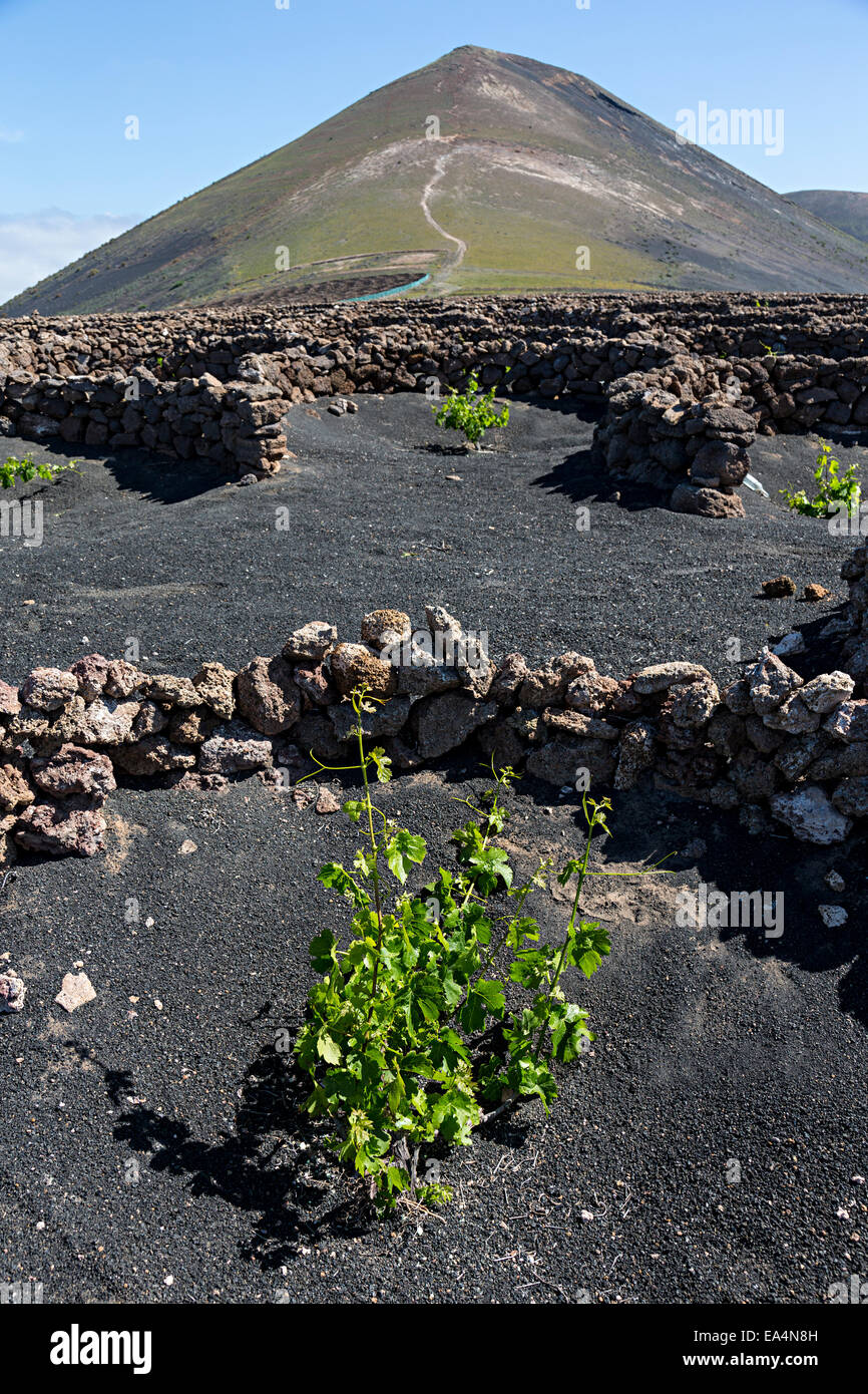 Junge Reben in Feuchtigkeit Falle auf Vulkanboden, La Geria, Lanzarote, Kanarische Inseln, Spanien Stockfoto