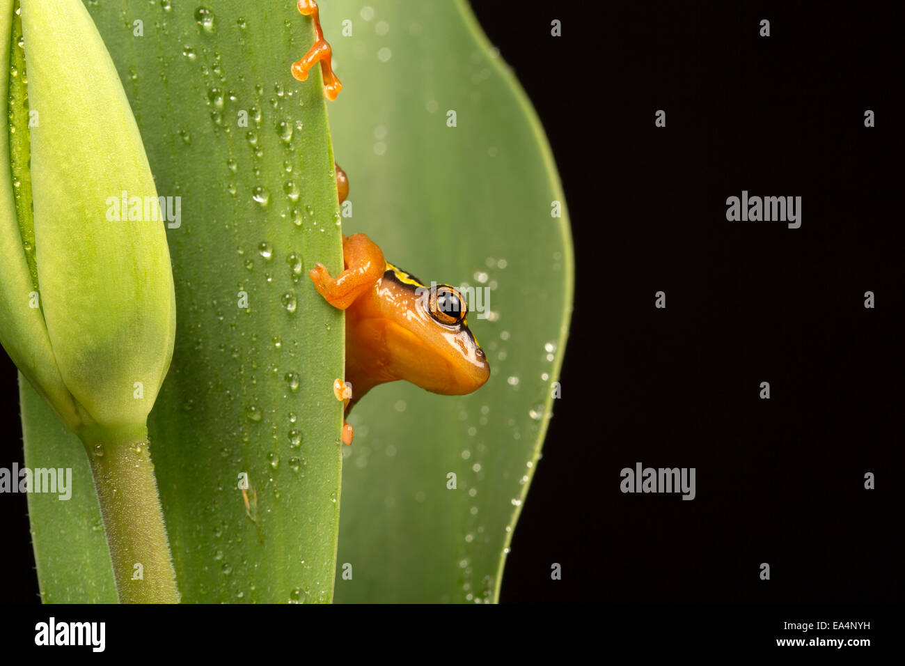 Goldene Segge Frosch (Hyperolius Puncticulatus) sitzt auf einer Pflanze nach Regen Stockfoto