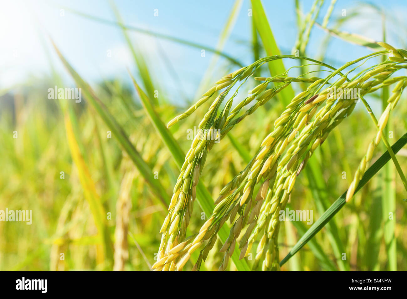 Reisfelder in Erwartung Ernte (Asien, Thailand, im Landesinneren) Stockfoto