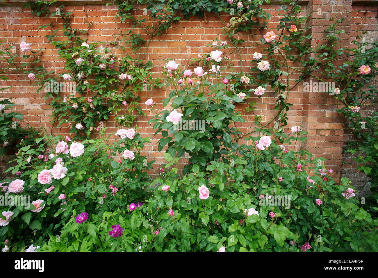 Ziegelwand mit blühenden rose Pflanze; Hampshire, England Stockfoto
