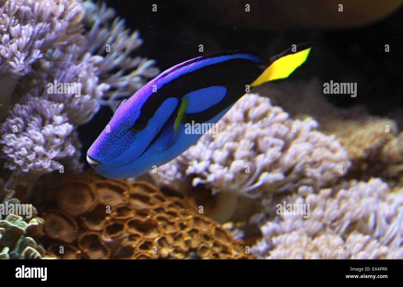 Korallen-Riff-Fische, blaue Tang und Korallen im Hintergrund Stockfoto