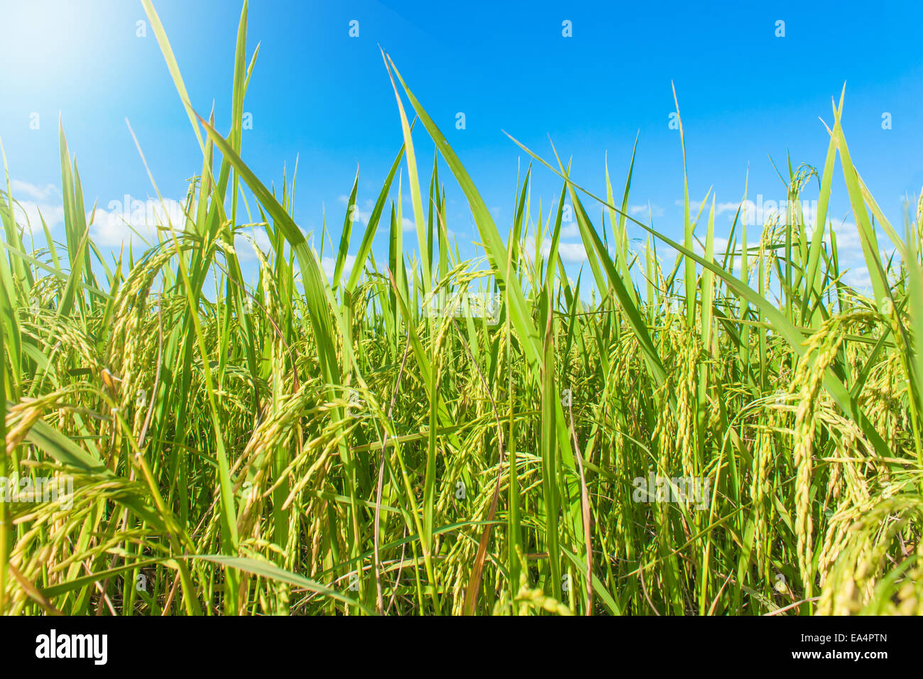 Reis, Feld und Himmel, Reis Ernte warten Stockfoto