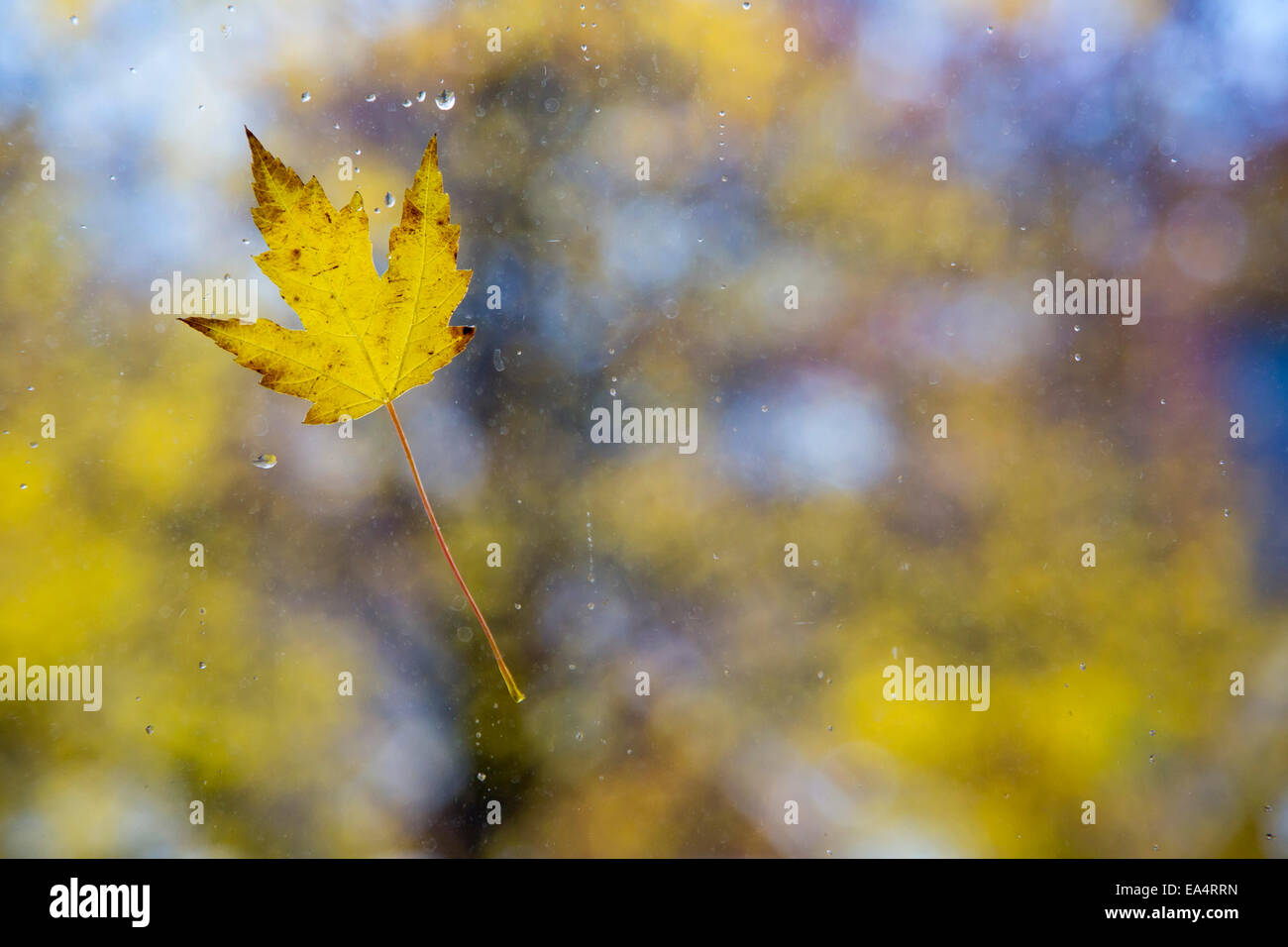 Detroit, Michigan - ein Herbst Blatt an einem Fenster an einem regnerischen Morgen. Stockfoto