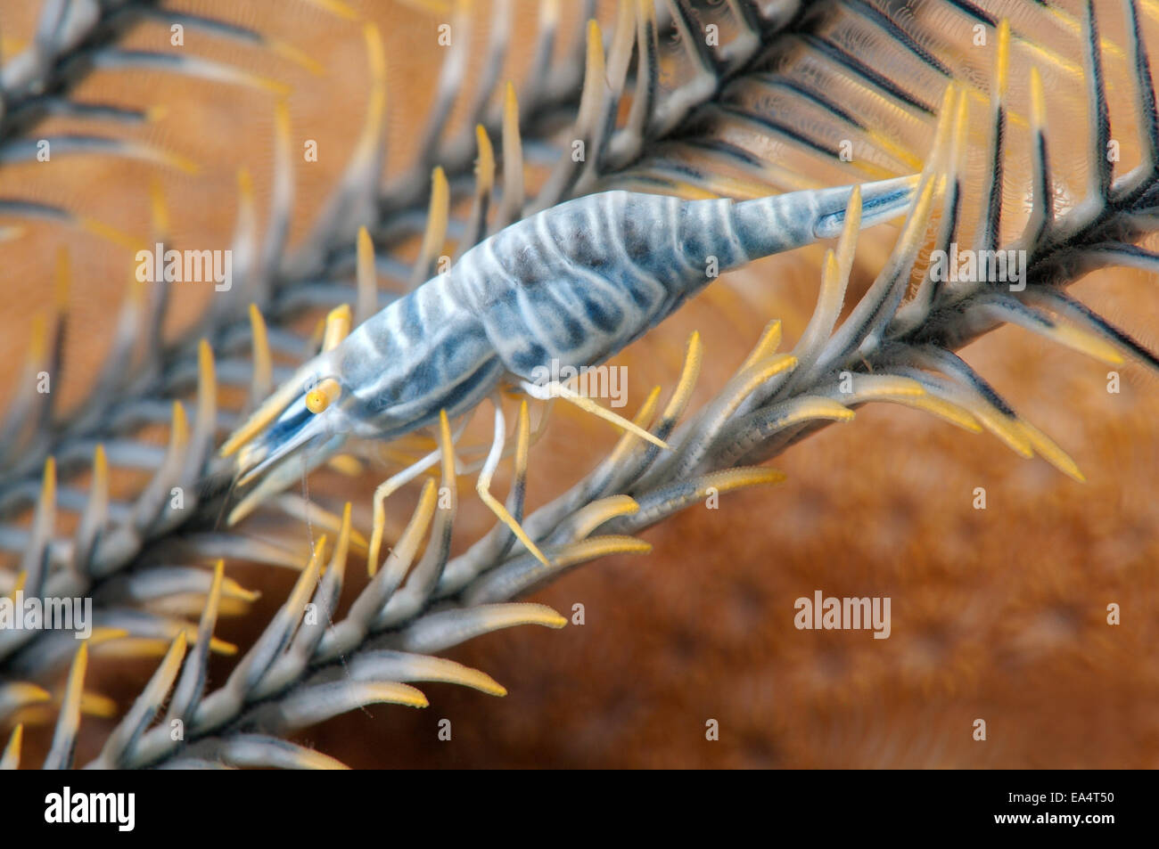 Amboinensis Crinoid Garnelen (Periclimenes Amboinensis) Bohol Sea, Cebu, Philippinen, Südostasien Stockfoto