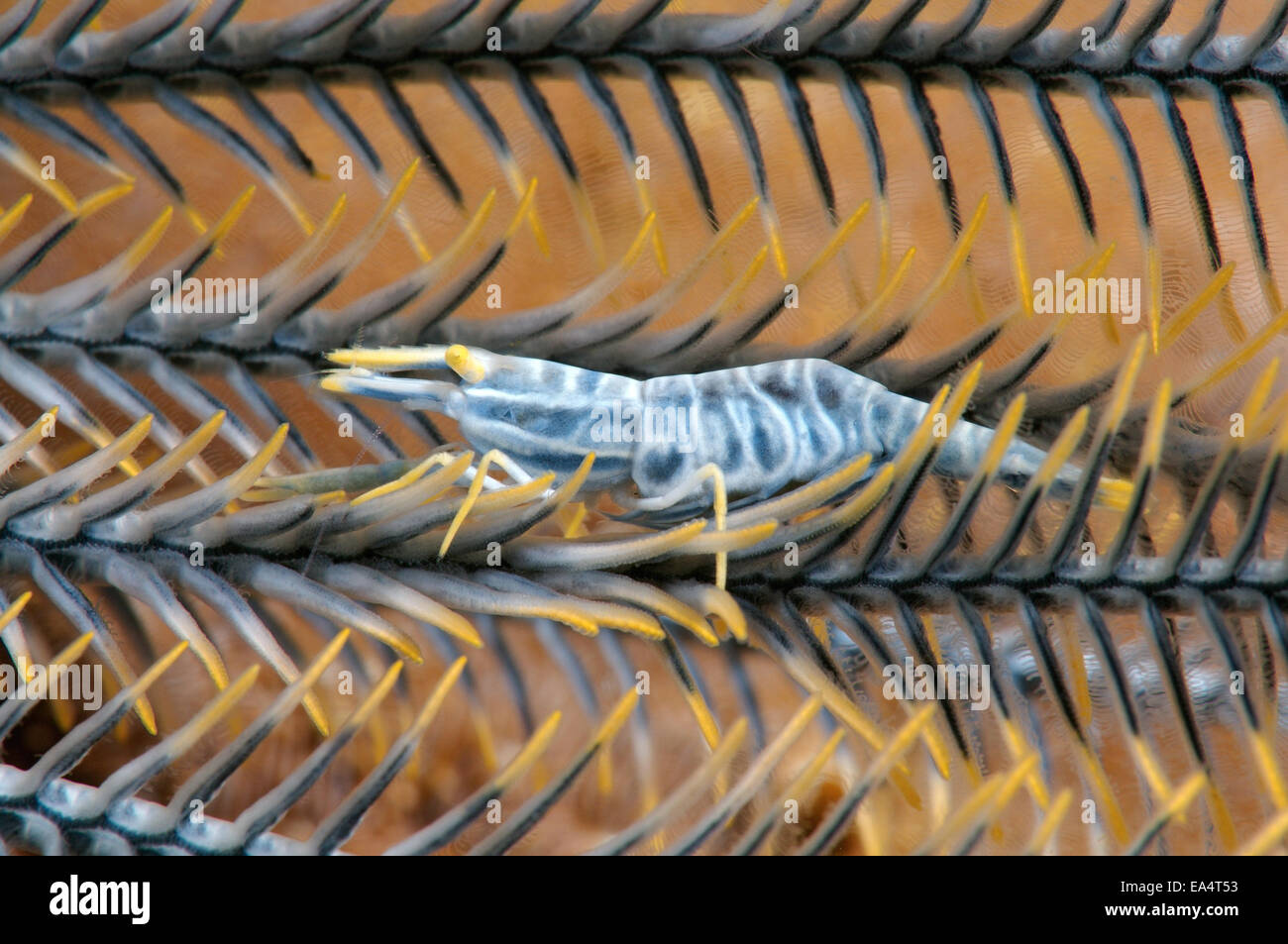 Amboinensis Crinoid Garnelen (Periclimenes Amboinensis) Bohol Sea, Cebu, Philippinen, Südostasien Stockfoto