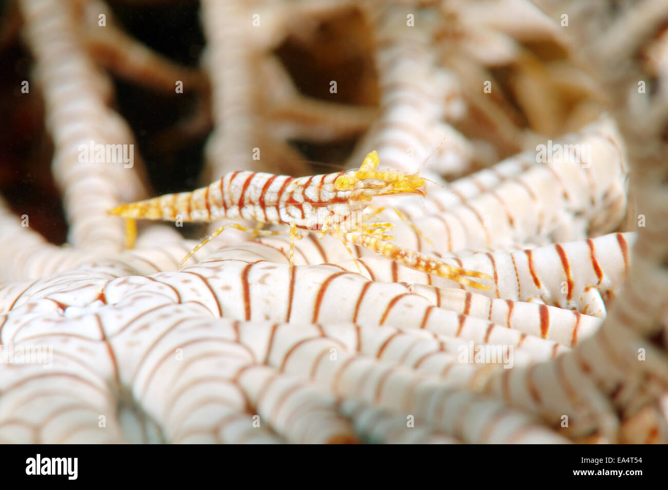 Amboinensis Crinoid Garnelen (Periclimenes Amboinensis) Bohol Sea, Cebu, Philippinen, Südostasien Stockfoto