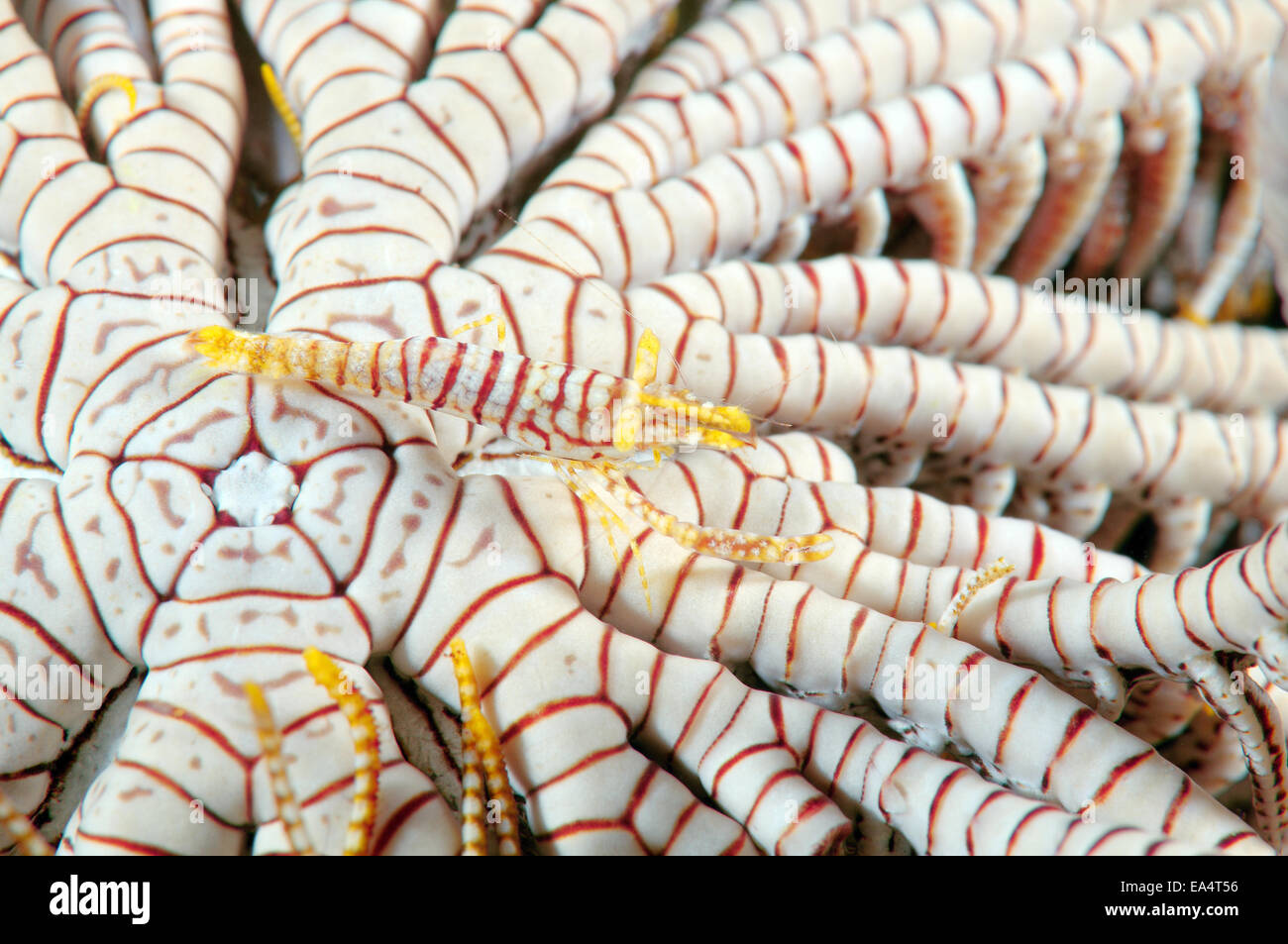 Amboinensis Crinoid Garnelen (Periclimenes Amboinensis) Bohol Sea, Cebu, Philippinen, Südostasien Stockfoto