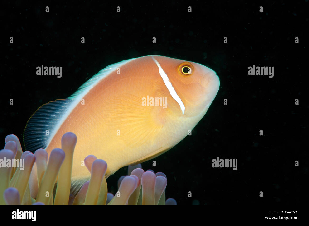 Stinktier Clownfische Pink oder rosa Anemonenfische (Amphiprion Perideraion) Bohol Sea, Cebu, Philippinen, Südostasien Stockfoto