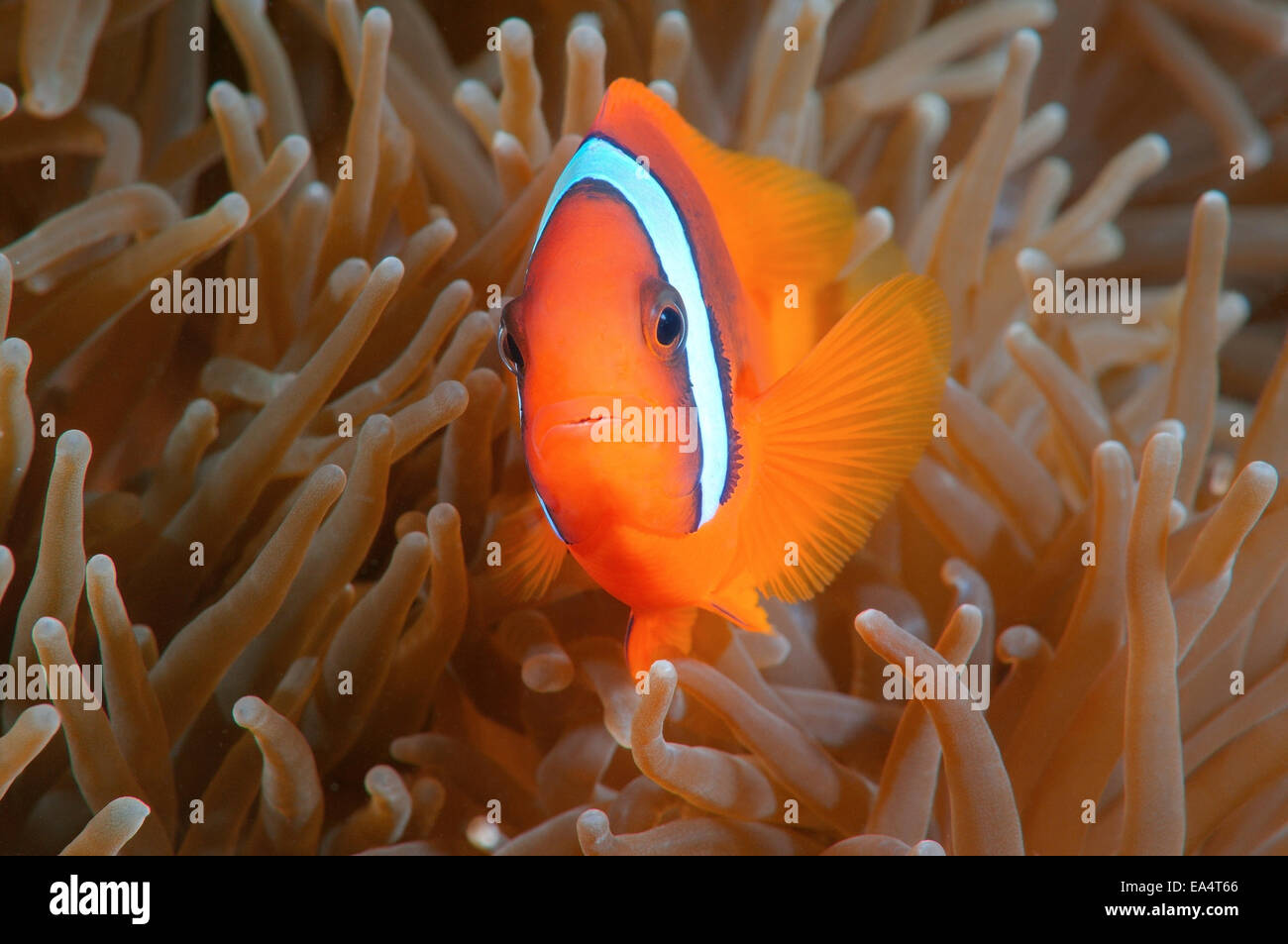 Rot Anemonenfische oder australische Clownfische (Amphiprion Rubrocinctus) Bohol Sea, Cebu, Philippinen, Südostasien Stockfoto
