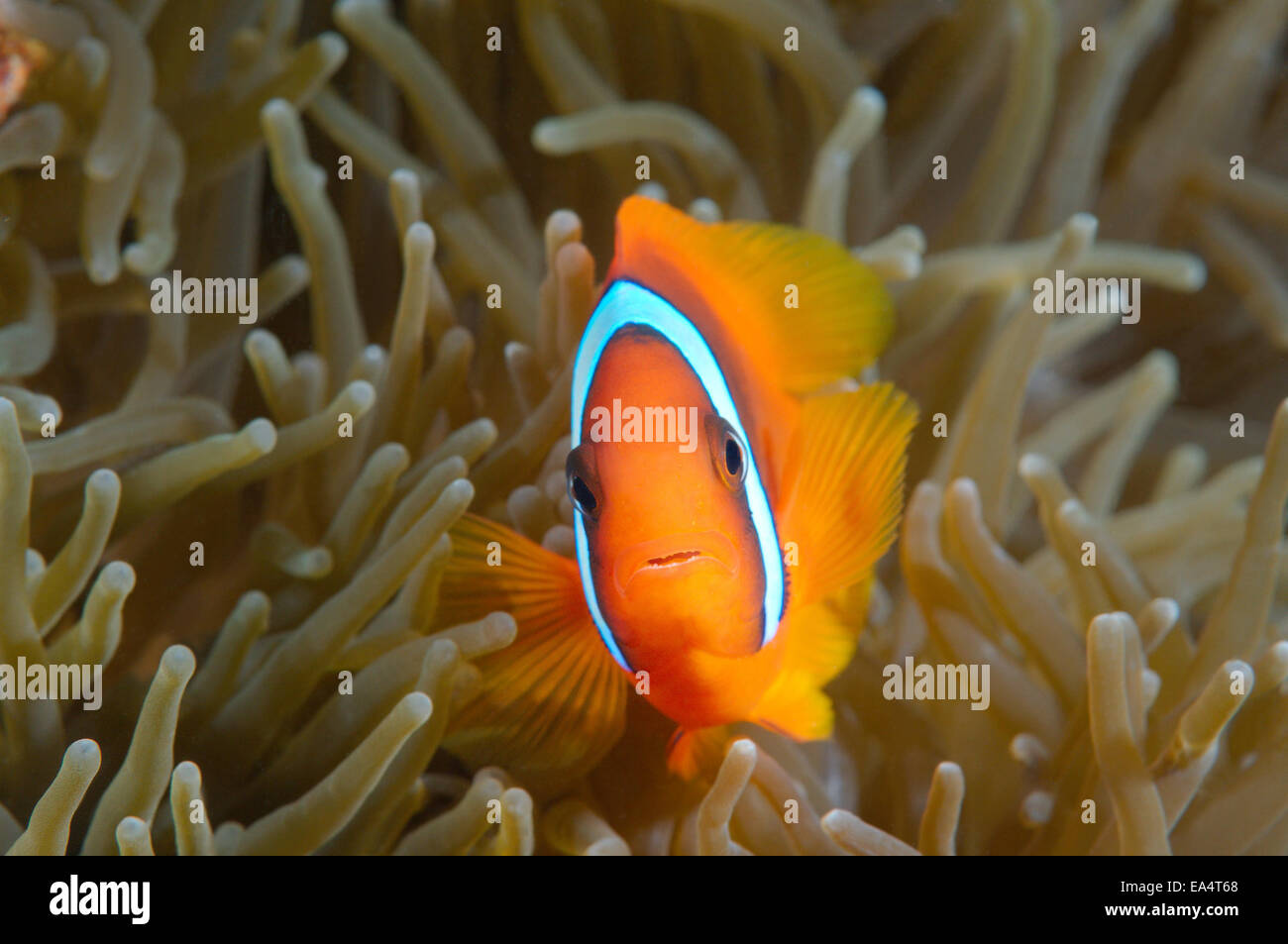 Rot Anemonenfische oder australische Clownfische (Amphiprion Rubrocinctus) Bohol Sea, Cebu, Philippinen, Südostasien Stockfoto