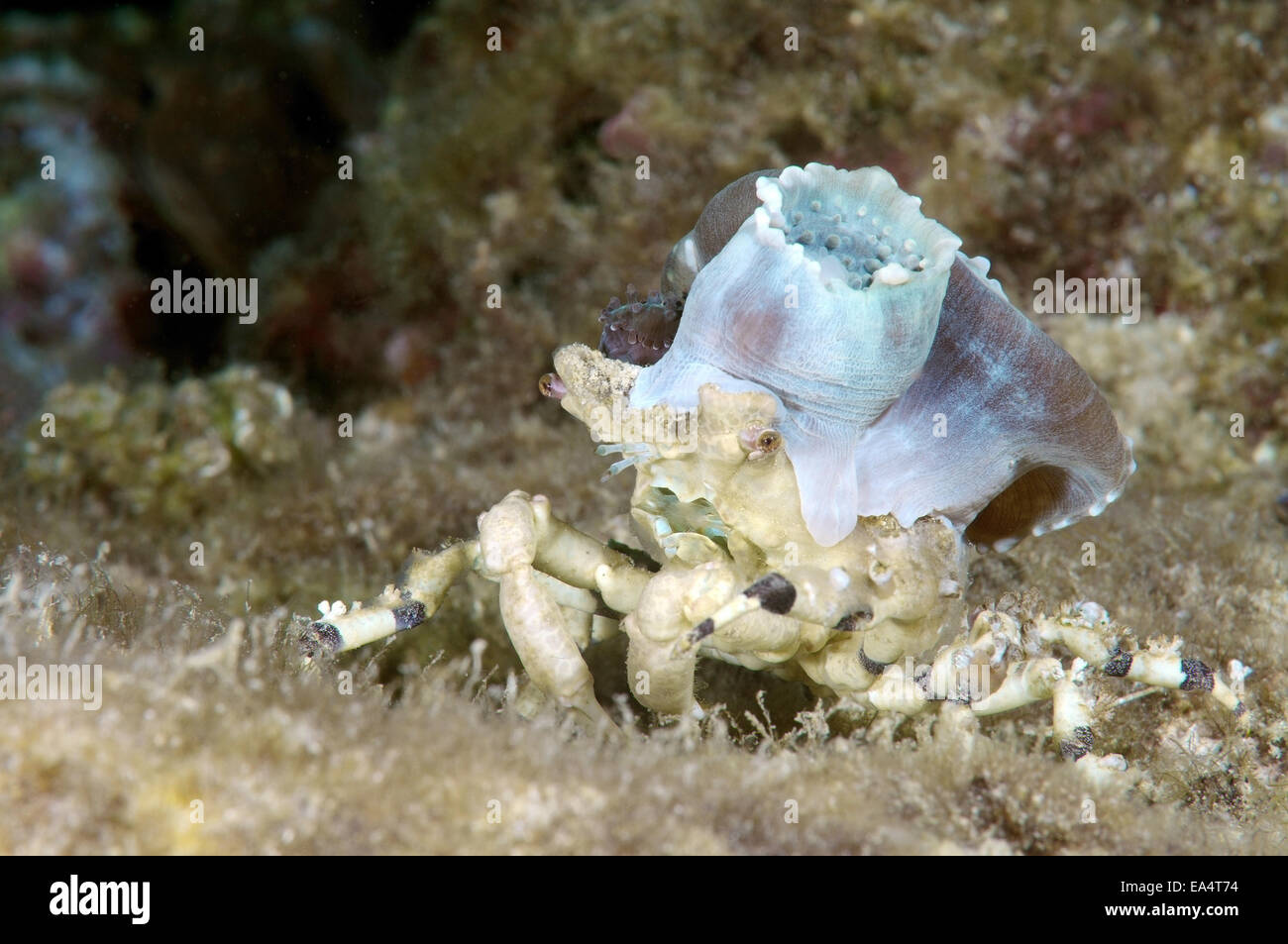 Corallimorph Dekorateur Krabbe (Cyclocoeloma Tuberculata) mit Seeanemonen auf der Rückseite. Bohol Sea, Cebu, Philippinen Stockfoto