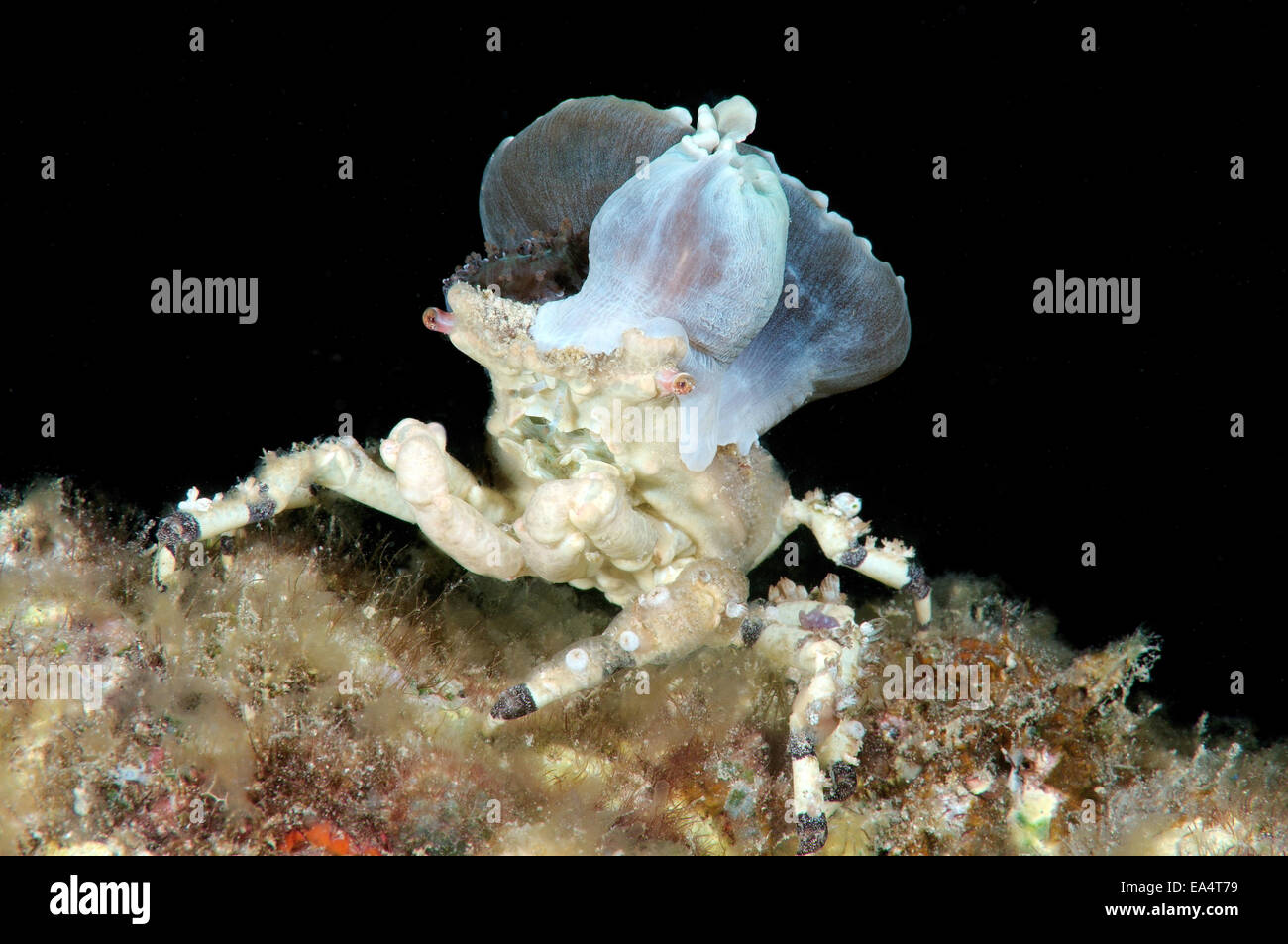 Corallimorph Dekorateur Krabbe (Cyclocoeloma Tuberculata) mit Seeanemonen auf der Rückseite. Bohol Sea, Cebu, Philippinen Stockfoto