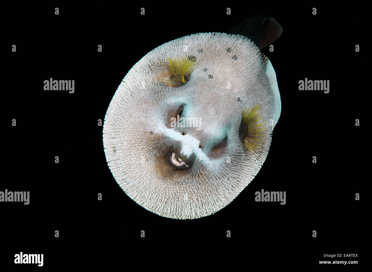 Blackspotted Puffer oder Hund-Kugelfisch (Arothron Nigropunctatus) Bohol Sea, Cebu, Philippinen Stockfoto