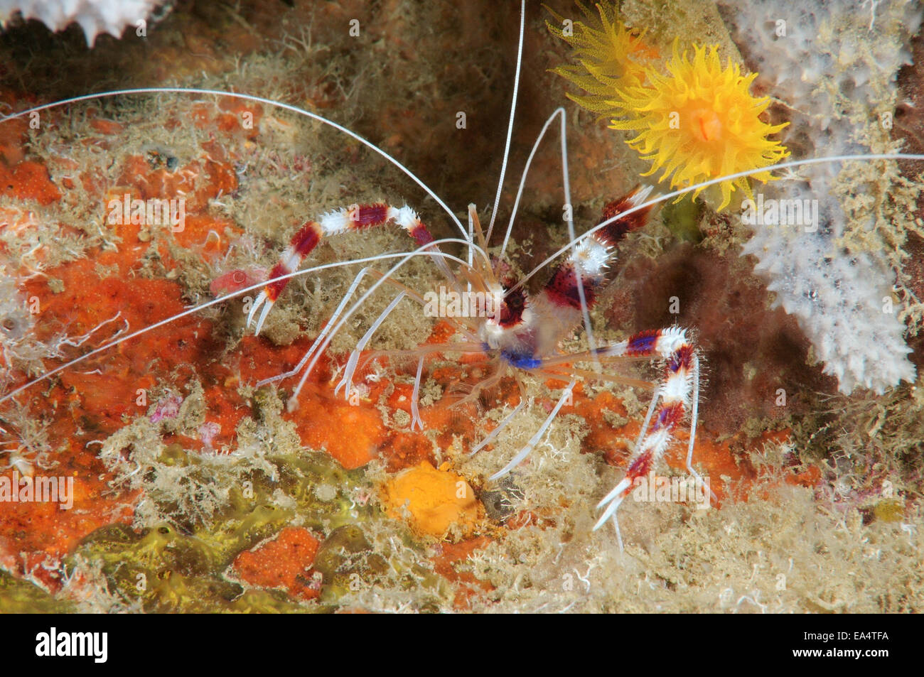 Banded Coral Garnelen oder gebändert Reiniger Garnelen (Stenopus Hispidus) Bohol Sea, Cebu, Philippinen, Südostasien Stockfoto