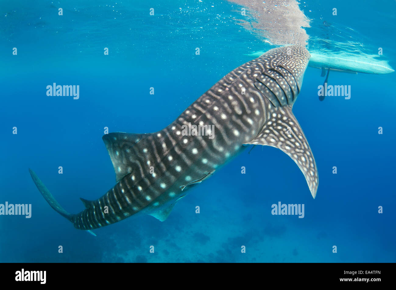 Walhai (Rhincodon Typus) Bohol Sea, Oslob, Cebu, Philippinen, Südostasien Stockfoto