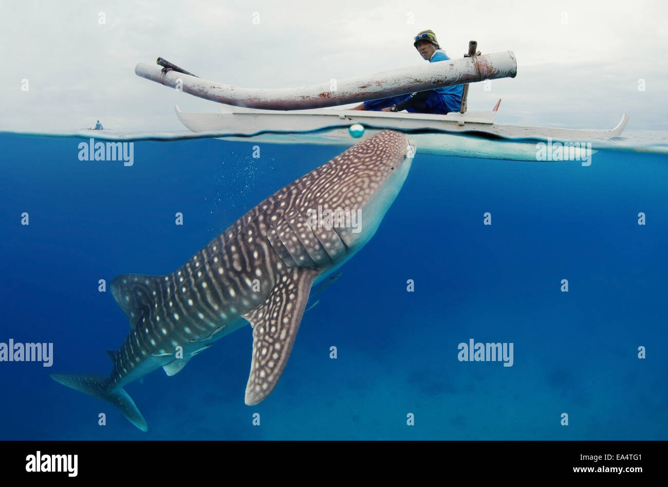 aufgeteilt, Walhai (Rhincodon Typus) Bohol Sea, Oslob, Cebu, Philippinen, Südostasien Stockfoto